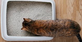 Cat Litter
