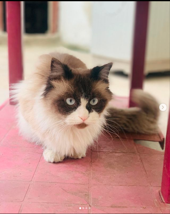 Pioneer Pets Hospital - Veterinary care for cats and dogs in Rawalpindi